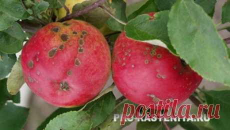 Парша на яблоне: лечение. Химические препараты от парши яблони. - Сайт о растениях