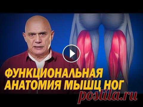 Как устроены мышцы ног и за что они отвечают? Функциональная анатомия мышц нижних конечностей Как устроены мышцы ног и за что они отвечают? Функциональная анатомия мышц нижних конечностей...