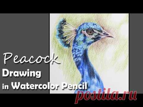 How to Draw A Peacock Face in Watercolor Pencil