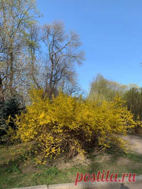 В Петербурге расцвела форзиция. Этот кустарник семейства маслиновых в 18 веке из Китая в Европу привёз ботаник Уильям Форсайт.