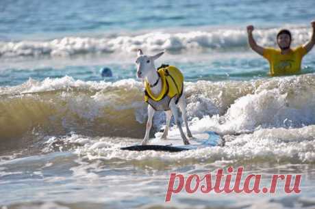 Коза-серфингистка | фото | PicNewsDay.ru