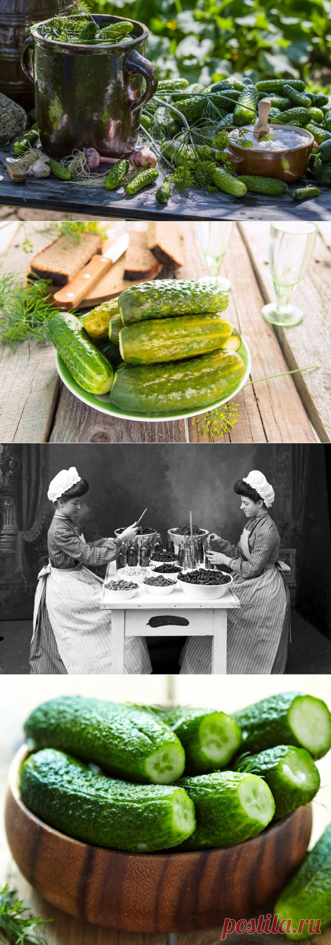 История соленого огурца и два традиционных рецепта 1909 года