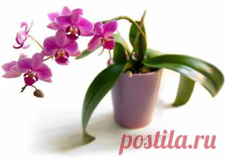 Как ухаживать за орхидеями в домашних условиях | Хитрости Жизни