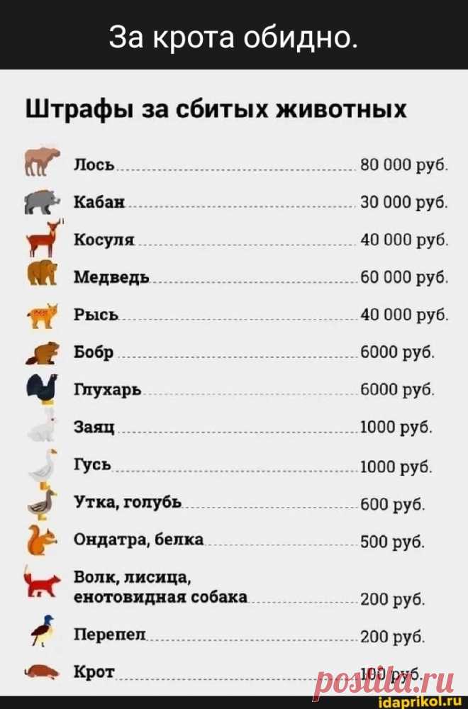 За крота обидно. Штрафы за сбитых животных Лось 80 000 руб кабан 30 000 руб Косуля 40 000 руб Медведь 60 000 руб Рысь 40 000 руб Бобр 6000 руб. 6000 руб Глухарь Заяц 1000 руб. Гусь 1000 руб Утка, голубь 600 руб Ондатра, белка 500 руб. Волк, лисица, енотовидная собака 200 руб. Перепел 200 руб Крот 100 руб. - ) / АйДаПрикол .)