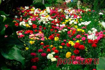 Многолетний садовый цветок Лютик (Ranunculus). Травянистый корневищный многолетник высотой 30-60 см. Стебель слабоветвистый, листья трехраздельные, черешковые. Цветки многочисленные, разнообразной окраски (кроме голубой), диаметром до 7 см, есть махровые формы. Цветет в мае - июле.