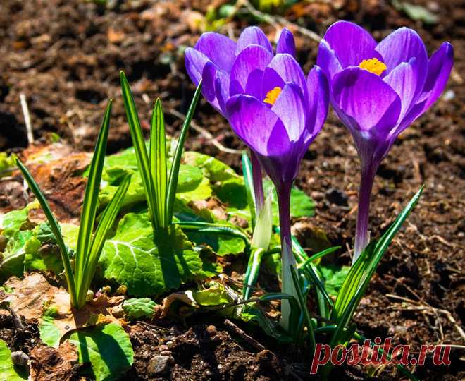 Многолетний садовый цветок Крокус (Crocus). Клубнелуковичный низкорослый бесстебельный многолетник. Листья зеленые, с беловатой продольной полосой посередине, отрастают вместе с цветками или после цветения. Цветки одиночные, реже по 2-3, колокольчато-воронковидные, разнообразной окраски, некоторые обладают приятным ароматом. Цветет рано весной или осенью.

Основные виды.
Весеннецветущие: к.весенний (C.vernus) - клубнелуковица сплюснутая; листья темно-зеленые; цветки лиловые, белые.