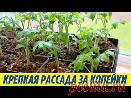 Подкормка РАССАДЫ от которой ваши растения БУДУТ КРЕПКИЕ всего за 5 рублей ДАЧНЫЕ СОВЕТЫ - YouTube