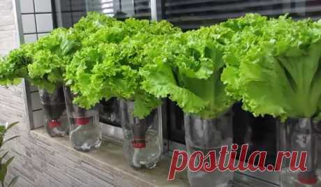 Огород в домашних условиях: узнайте, как вырастить органический салат в ПЭТ-бутылках
