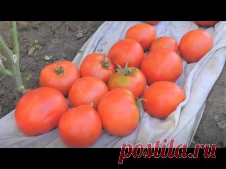 Как я выращиваю помидоры без рассады