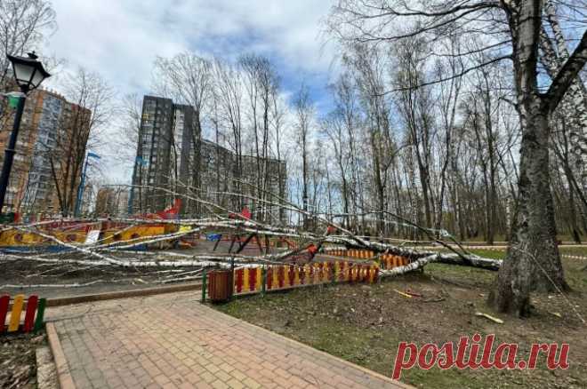 В Подмосковье дерево упало на девочку, игравшую на детской площадке. Возбуждено уголовное дело.