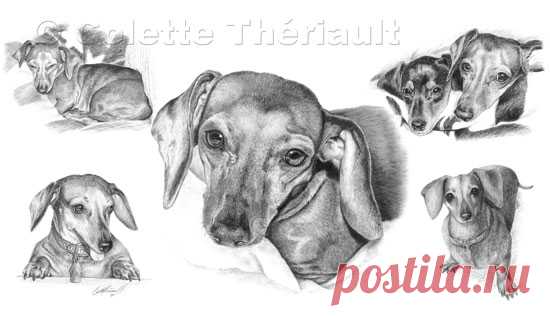 Миниатюрная такса графитовый карандаш рисунок собаки-портреты домашних животных рисунок на заказ графитовый карандаш портреты домашних животных-памятный подарок питомцу