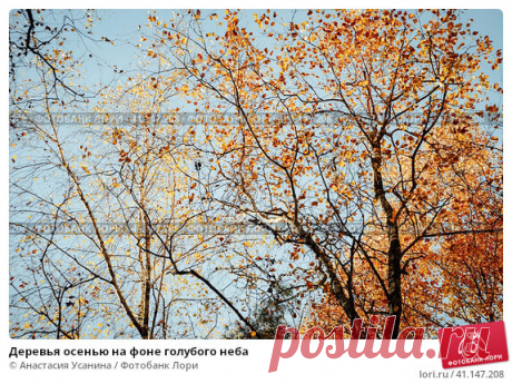Деревья осенью на фоне голубого неба Стоковое фото, фотограф Анастасия Усанина / Фотобанк Лори