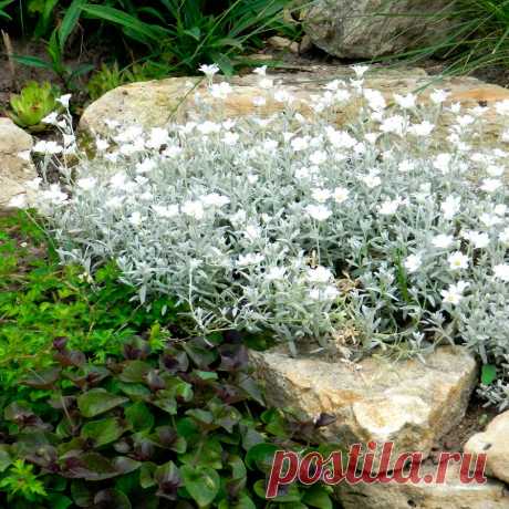 Многолетний садовый цветок Ясколка (Cerastium). Семейство: гвоздичные (Caryophyllaceae)

Многолетнее травянистое растение со стелющимися тонкими побегами, образующими серебристые куртинки высотой 10-45. Цветки мелкие, белые. Цветет в мае - июне.

Основные виды
Я.войлочная (C.tomentosum) - стелющееся серебристо-опушенное растение высотой 15-20 см; листья узкие; белые цветки в вильчатом соцветии. Я.Бибирштейна (C.biebersteinii) - войлочно-опушенное стелющееся растение высотой 45 см.