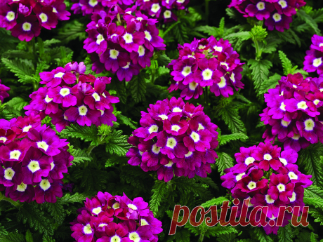 8 красиво цветущих цветов, которые станут отличной заменой петунии для выращивания в вазонах и кашпо
