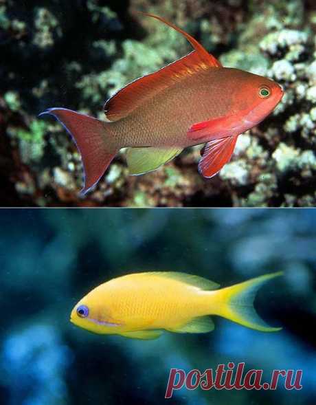 Антиас - Рыбы Красного моря     
Anthias anthias
обитает в Красном море на глубине более 20 м, держится большими красными стаями около рифов. Самки антиасов небольшие, до 7 см, красно-оранжевые, самцы крупнее, до 15 см, пурпурно-красные. Эта рыба, как и другие серрановые, — гермафродит. Перемена пола происходит очень быстро, иногда за 2-3 недели.