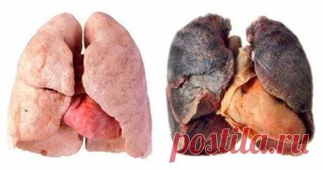 Как очистить легкие после курения: 4 способа, которые выведут токсины из организма!