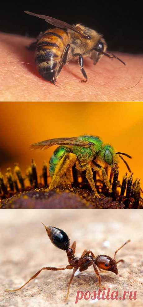 Самые болезненные ужаления насекомых: что делать? | Дачный участок
