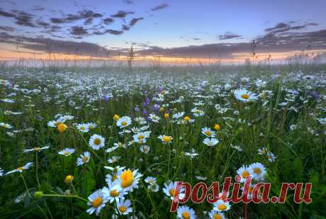 Фотограф Морозов Юрий (Yurij Morozov) - / Утром в поле.../ #1818970. 35PHOTO