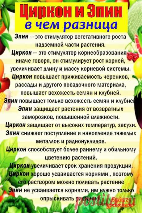 📌Циркон и Эпин — в чем разница🌱