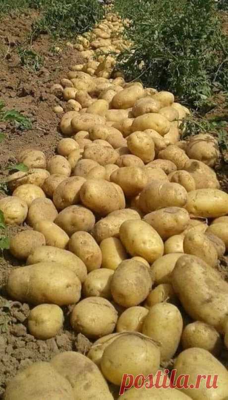 Чтобы уродила картошка – садите ее только так | Удачный сад | Дзен