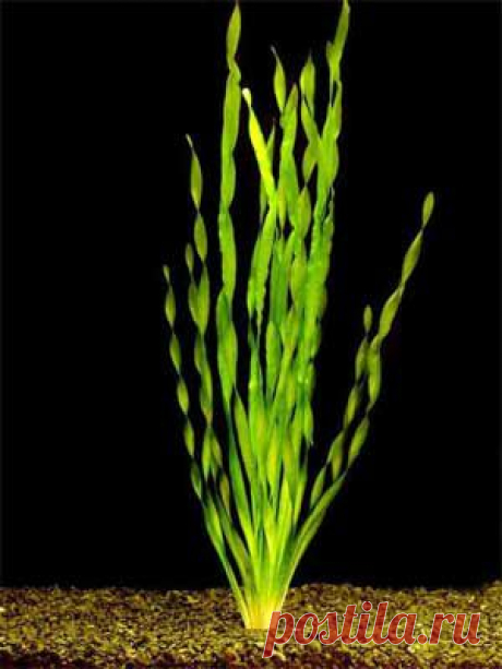 Валлиснерия спиральная (Vallisneria spiralis) | Аквариумные растения. Описание растений | Аквариум дома. Все про аквариум: аквариумные рыбы и аквариумные рыбки, аквариумные растения на Aquariumhome.Ru
