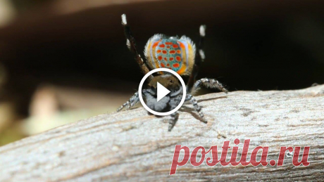 Peacock Spider Shakes a Tail Feather | Animal Dance Battles