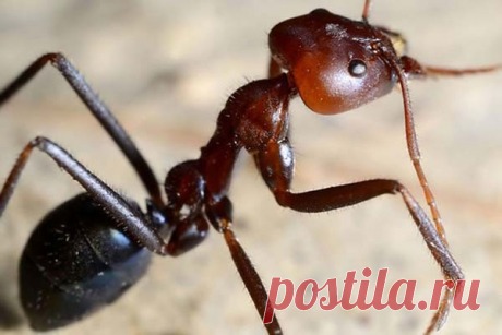 Обнаружен новый вид взрывающихся муравьев Специалисты открыли новый для науки вид взрывающихся муравьев. Насекомые обитают в Юго-Восточной Азии.Ученые из Австрии и Брунея, проводившие исследовательские работы на острове Борнео, нашли удивительных муравьев, которые способны взрываться. Новый вид был назван Colobopsis...