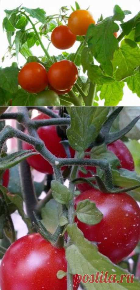 Сорта помидоров для открытого грунта – первоклассный урожай! :: SYL.ru