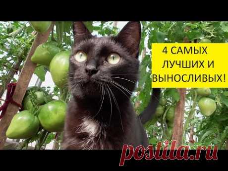 Мои любимые томаты Батяня, Любимый праздник, Пудовик, Тяжеловес Сибири - самые лучшие для Сибири!
