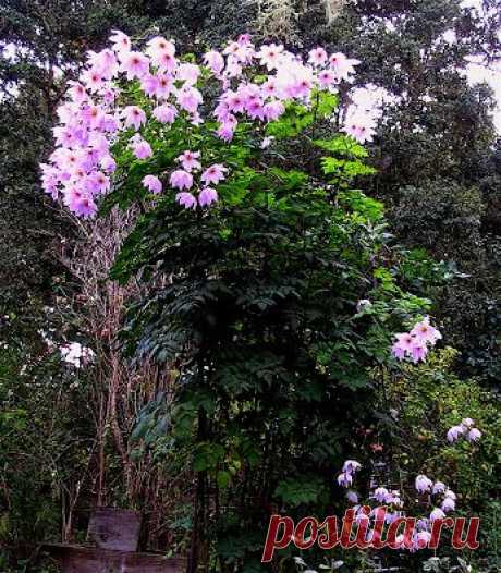 Это удивительное дерево -  георгин (Dahlia Imperialis) вырастает до 20 футов (до 6м)!

Георгин имеет густые, как бамбуковые,  стебли с темной листвой и большие цветы  - с лепестками светло-фиолетового или розовато-фиолетового цвета с оранжевым в  центре. Как и вся тропическая растительность георгин  быстро растет.