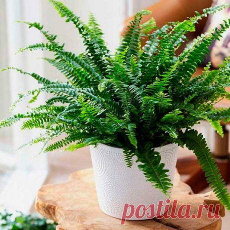 Комнатное растение Дриоптерис (Dryopteris). Распространенный в северных лесах дриоптерис (D.filix-mas) называют орляком (греч. pteron - &quot;крыло&quot;). Его широкие листья поднимаются на высоту до 1 метра. Накопленные в результате фотосинтеза питательные вещества многие папоротники хранят в подземном корневище. У орляка оно уходит вглубь на полметра, поэтому орляк - слишком крупное растение для комнатного содержания. Обычно в культуре выращивают другие виды и гибриды этого рода.