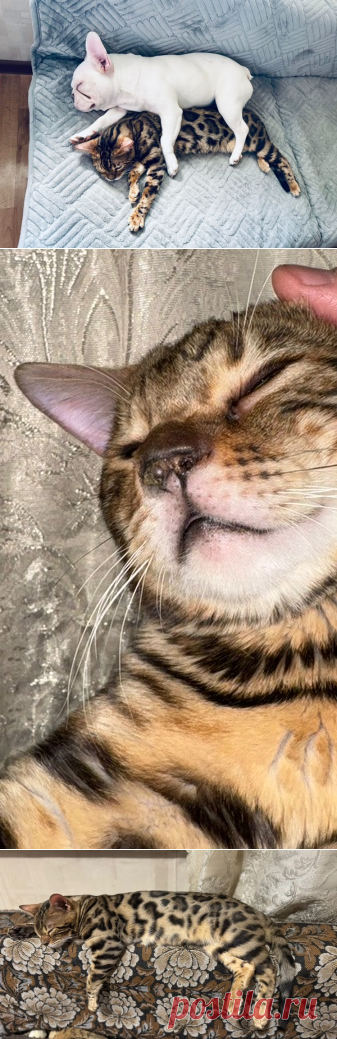 Котик Арчи в добрые руки. Москва – ЗАЩИТА ЖИВОТНЫХ, пользователь Galina Panina | Группы Мой Мир