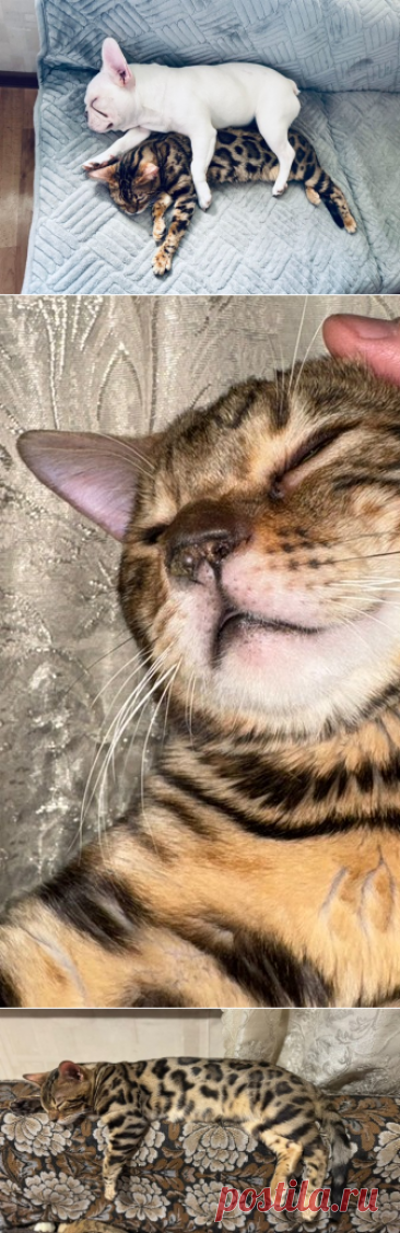 Котик Арчи в добрые руки. Москва – ЗАЩИТА ЖИВОТНЫХ, пользователь Galina Panina | Группы Мой Мир