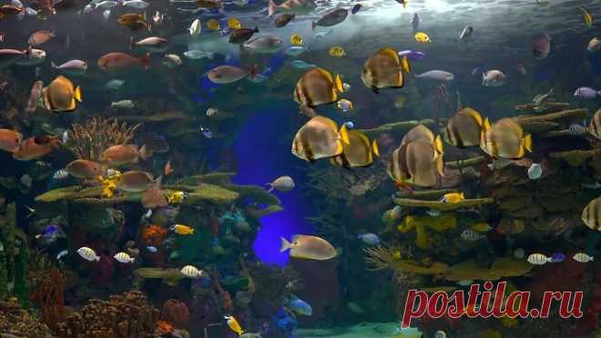 аквариум в 4K HDR 🐠 Ⓜ️matros228