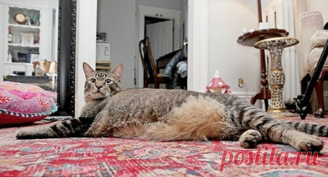 Огромный котяра попал в хорошие руки Вы обязательно должны познакомиться с Пиклс. Этот кот сейчас достигает 91 сантиметра в длину тела, а его вес 9.5 килограммов. Из-за огромных размеров Эндрю и Эмили назвали его Котозавр Рекс. Пиклс обитал в приюте Бостона, пока его не забрала счастливая семья...