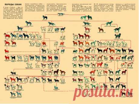 Породы собак и их происхождение