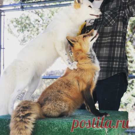 Fox Encounter Saturdays!! 
.
Throw back from last year to a super fun Fox encounter we had with some young girls!! We allow children age 9 and above in our private fox encounters and they make an amazing Holiday/Birthday present for the animal lover in your life while supporting a non-profit!!! 
.
Our encounters now include Lucan, our wolf Ambassador!!! Yes, you get to interact with foxes and wolves!!! Oh my!! 
.
.
.
#support #fox #foxes #animalencounters #holiday #present...
