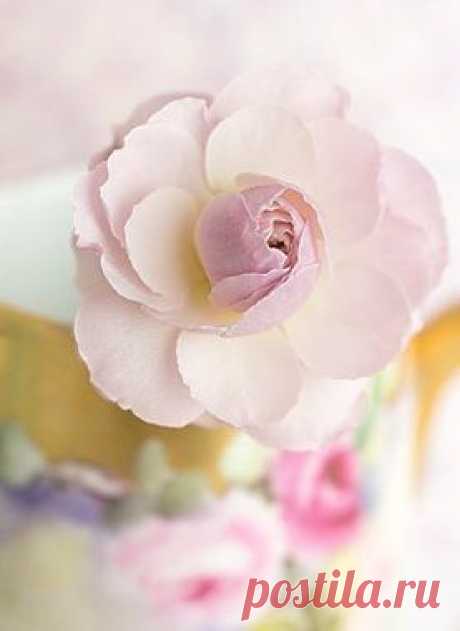Flower Still Life Photography - Rosebud, Roses, Floral Still Life Photo…