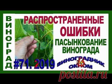 🍇 Как избежать ОШИБОК. Как ПАСЫНКОВАТЬ виноград ПРАВИЛЬНО. Зачем нужны пасынки? Зеленые операции.