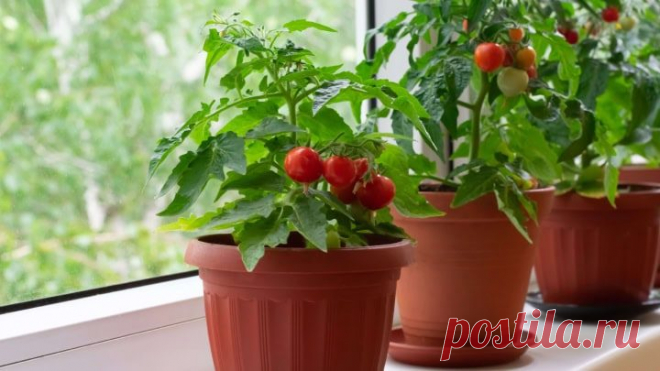 Как вырастить помидоры прямо на балконе Вырастите свои сладкие помидорки прямо на балконе! Это отличная идея для тех, у кого нет огорода. В выращивании овощей на балконе нет ничего сложного. Главное — это подобрать правильный сорт томата +...