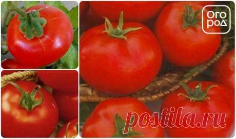 Низкорослые томаты – самые урожайные сорта | На грядке (Огород.ru)