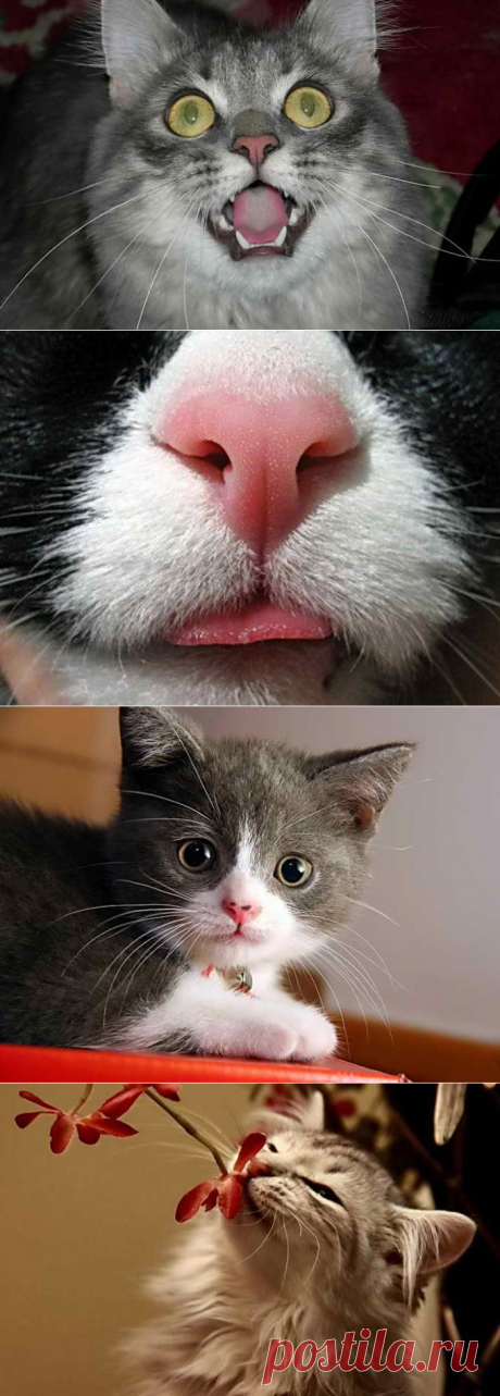 Почему нос у кошки сухой и теплый, причины, на что обратить внимание
