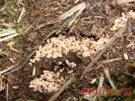 Сода от муравьев

Докучливых муравьев на огороде у нас не мало.

Вот еще один из довольно простых способов от них избавиться.

Разводим в 10 л воды 1 пачку соды и заливаем полученный раствор в пластмассовые бутылки, в которых крышки прокалываем в нескольких местах.

Теперь мы во всеоружии. И когда во время прополки встречаются муравьиные гнезда, необходимо разворошить их тяпкой, полить содовым раствором и закрыть обратно землей.

Делать это лучше вечерком, а к утру муравьи обычно пропадают.