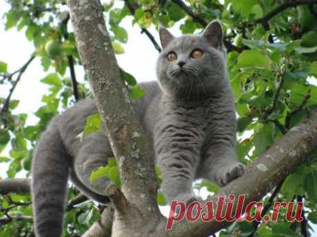 Kitty on a tree - Cats &amp; Animals Background Wallpapers on Desktop Nexus (Image 1846902)