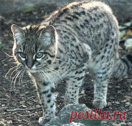 Geoffroy's Cat - Little Amazon Night Stalker | Animal Pictures and Facts | FactZoo.com