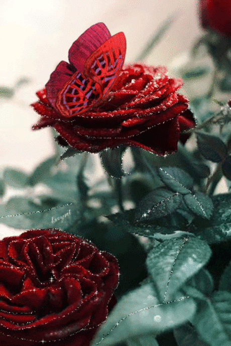 Бабочка на бархатных розах - Цветы анимация - Анимационные блестящие картинки GIF