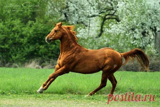 American Quarter Horses - Equine Photography Katarzyna Okrzesik