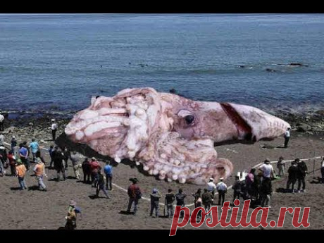 48 METERS GIANT SQUID FOUND IN CALIFORNIA? JANUARY 10, 2014 (EXPLAINED)