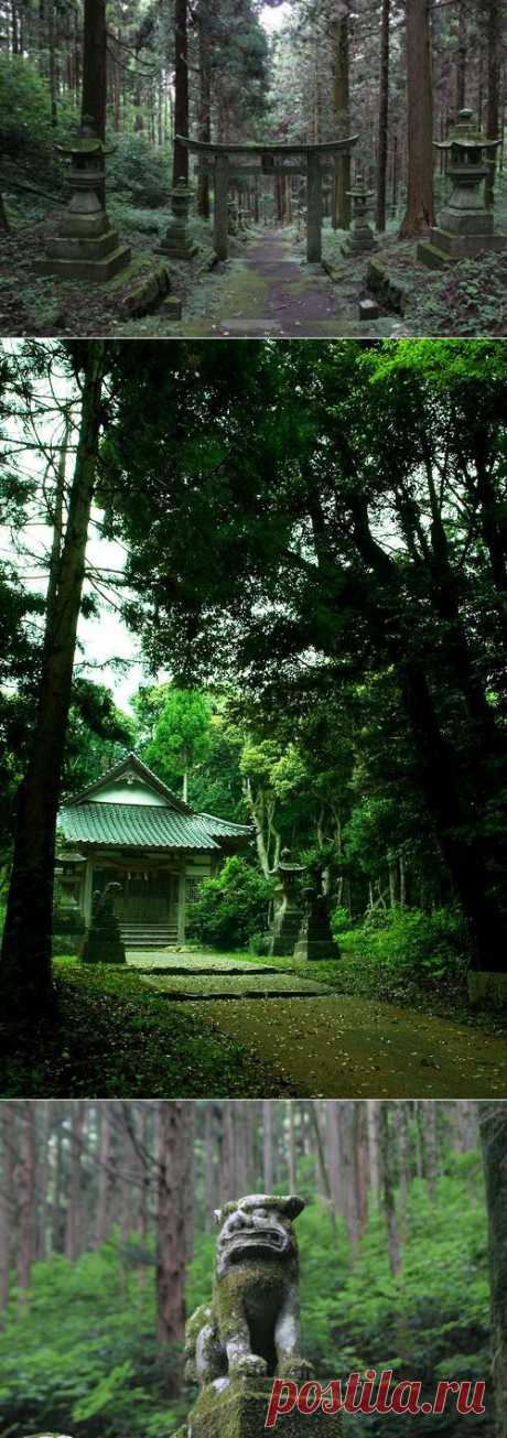 Японский священный лес / Туристический спутник