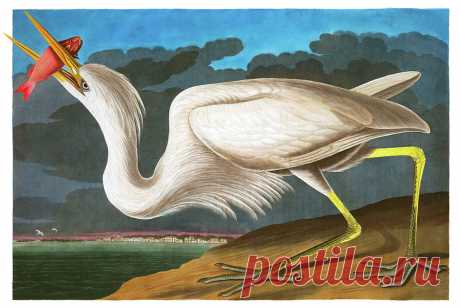 Great White Heron, Birds of America by John James Audubon Great White Heron, Birds of America Painting by John James Audubon